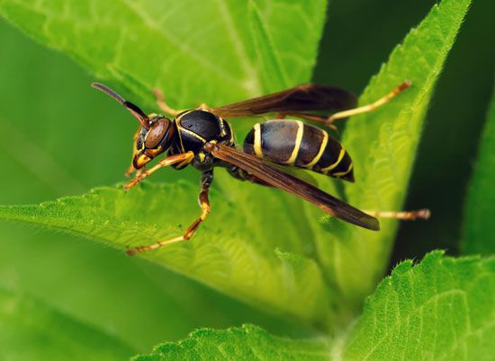 belle belinha privacy free - Paper wasp
