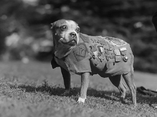 tvv.pg - Sergeant Stubby at your service