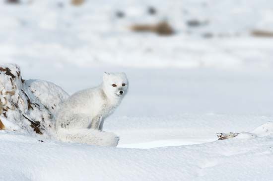 Bombando na xota de uma novinha safada - Arctic fox
